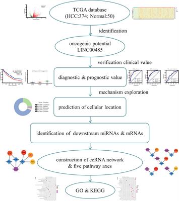 Clinical Value and Underlying Mechanisms of Upregulated LINC00485 in Hepatocellular Carcinoma